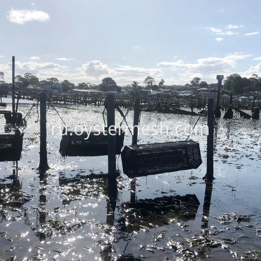 Oyster Cradle Rolling Culture Usage (2)